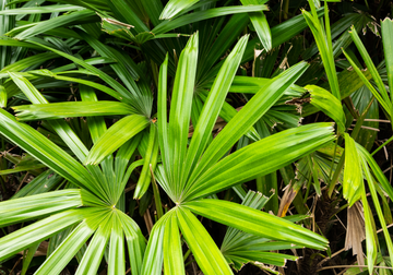 Saw Palmetto (Serenoa Serrulata Fruit Extract)